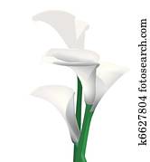 white calla lilies white calla lilies