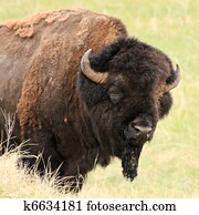 American buffalo on the prairie American buffalo on the prairie