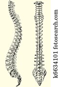 human spine human spine