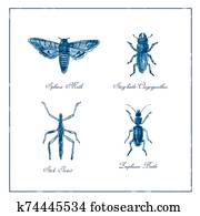 Sphinx Moth, Stag beetle, Stick Insect and Zuphium Beetle Vintage Collection Sphinx Moth, Stag beetle, Stick Insect and Zuphium Beetle Vintage Collection