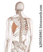 The serratus anterior The serratus anterior