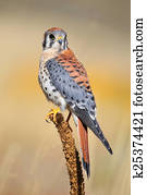American kestrel sitting on a mullein