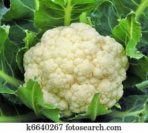 cauliflower cauliflower