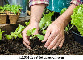 Farmer planting young seedlings Farmer planting young seedlings
