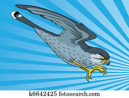 Kestrel swopping in dive