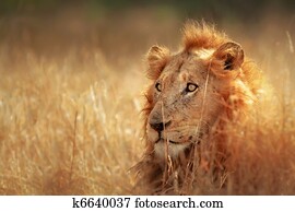 Lion in grassland Lion in grassland