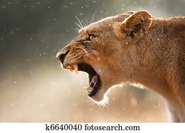Lioness displaing dangerous teeth Lioness displaing dangerous teeth