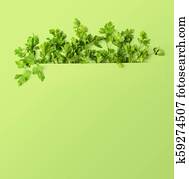 Photo with parsley. Frame of parsley. Botanical image isolated on a light green background Photo with parsley. Frame of parsley. Botanical image isolated on a light green background