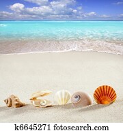 praia, férias verão, fundo, concha, pérola, molusco