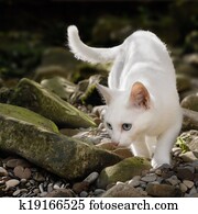 gato branco, em, livre, natureza