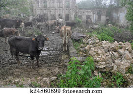 Livestock in Karabakh