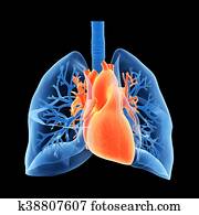 the lungs and heart the lungs and heart