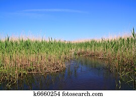 alto, secos, cana, em, pântano