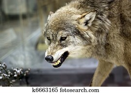 Angry wolf Angry wolf