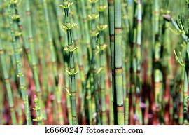 green horsetail in marsh green horsetail in marsh