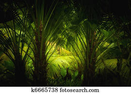 jungle jungle