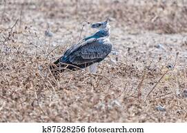 Martial eagle, Polemaetus bellicosus, on the ground in northern Namibia