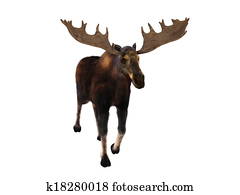 moose moose