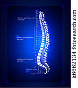Spine Spine