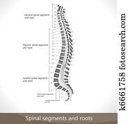של השדרה, קטעים, ו, roots.