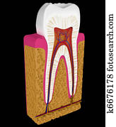 Anatomy: Tooth cut or section isolated 