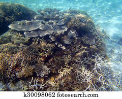 recife coral