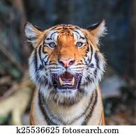 tiger tiger