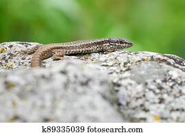 Common wall lizard sunbathing