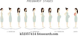 Pregnancy stages illustration. Pregnancy stages illustration.