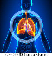 pulmões, -, femininas, órgãos, -, anatomia humana