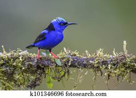 Red-legged Honeycreeper - Cyanerpes cyaneus