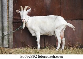 White goat White goat