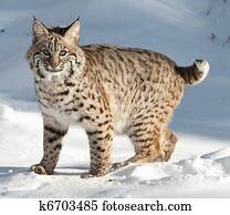 Bobcat Bobcat