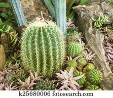 Cactus Cactus