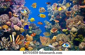 Colorful aquarium and fishes
