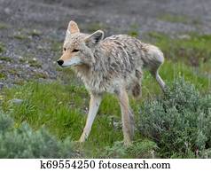 Coyote Urinates on Green Bush Coyote Urinates on Green Bush