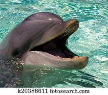 Dolphin Dolphin