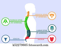 Illustration of human spine Illustration of human spine
