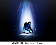 night butterfly night butterfly