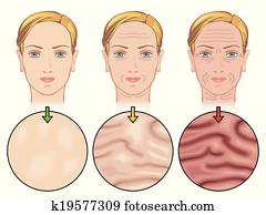 skin aging skin aging