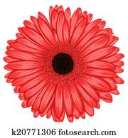 Beautiful pink gerbera isolated on white background .