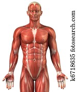 homem, sistema muscular, anatomia, visão anterior
