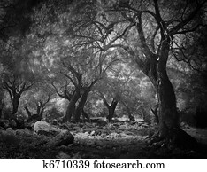 misteriosa, escuro, floresta