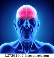 זכר מזדקן, מוח, אנטומיה