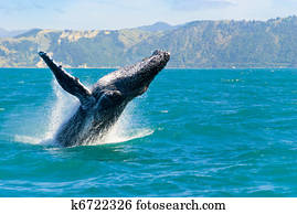 baleia humpback, pular, saída, de, a, água