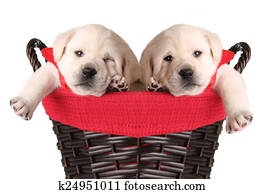 Funny Christmas puppies