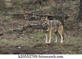 A single coyote A single coyote