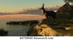 Deer Lake Deer Lake