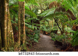 floresta amazônica, austrália