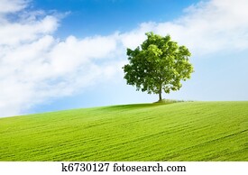 solitary tree in beautiful landscape